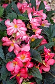 BEGONIA F1 NON-STOP (R) JOY ROSE PICOTEE