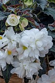 BEGONIA F1 NON-STOP (R) JOY MOCCA WHITE