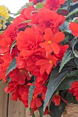 BEGONIA F1 NON-STOP (R) JOY MOCCA RED