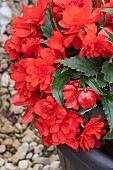 BEGONIA F1 NON-STOP (R) JOY MACCA RED