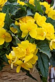 BEGONIA F1 NON-STOP (R) JOY MOCCA YELLOW