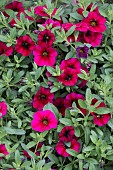 CALLIBRACHOA DARK ROSE