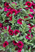 CALLIBRACHOA DARK ROSE