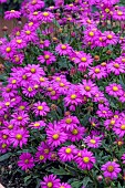 BRACHYCOME OUTBACK PLANTS (R) MAGENTA DELIGHT