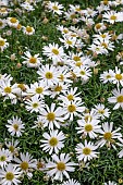 BRACHYCOME SURDAISY (R) WHITE