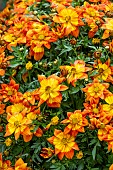 BIDENS BEE HAPPY RED