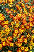 BIDENS BLAZING FIRE