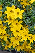 BIDENS GOLDEN GLORY
