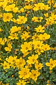 BIDENS GOLDEN EMPIRE