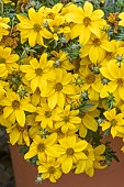 BIDENS SUN DROP
