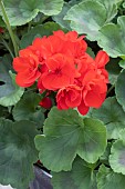 GERANIUM GALAXY TM RED