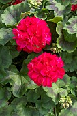 GERANIUM GALAXY TM RED