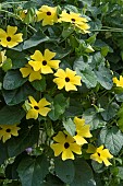 THUNBERGIA ALATA SUNEYES YELLOW DARK EYES