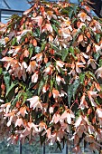 BEGNIA RIVULET WHITE BLUSH
