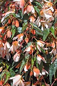 BEGONIA RIVULET WHITE BLUSH