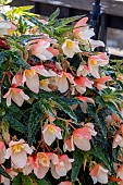 BEGONIA TRUFFLE CREAM