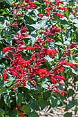 SALVIA ROMAN RED