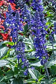 SALVIA MYSTIC SPIRES BLUE