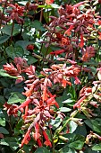 SALVIA SALMIA ORANGE