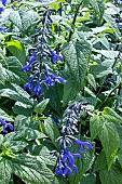 SALVIA BLACK AND BLOOM