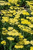 ACHILLEA SASSY SUMMER LEMON
