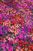 IMPATIENS BEACON (R) SALSA MIXED