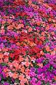 IMPATIENS BEACON (R) SALSA MIXED