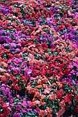 IMPATIENS BEACON (R) SALSA MIXED