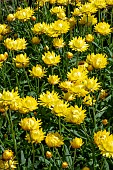 BRACTEANTHA GRANVIA (R) GOLD