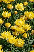 BRACTEANTHA GRANVIA (R) GOLD