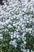 ACHILLEA PETER COTTONTAIL