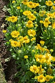 GAILLARDIA F1 MESA YELLOW