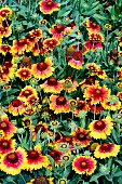 GAILLARDIA F1 MESA BRIGHT BICOLOUR