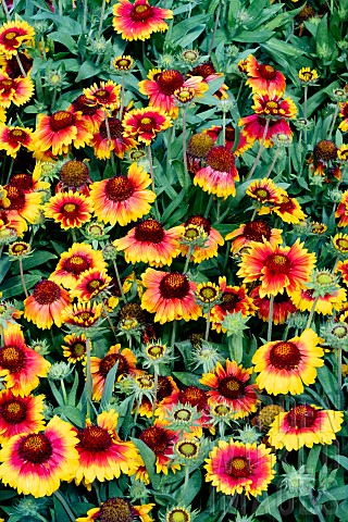 GAILLARDIA_F1_MESA_BRIGHT_BICOLOUR
