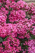 DIANTHUS F1 DASH PINK