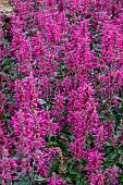 AGASTACHE MORELLO