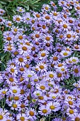 ERIGERON WAYNE RODERICK