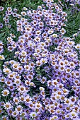 ERIGERON WAYNE RODERICK