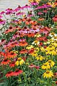 ECHINACEA CHEYENNE SPIRIT