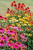 ECHINACEA CHEYENNE SPIRIT