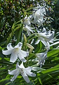 CRINUM X POWELLII ALBUM