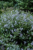 CEANOTHUS X DILIANUS GLOIRE DE VERSAILLES