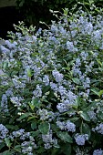 CEANOTHUS X DILIANUS GLOIRE DE VERSAILLES