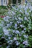 CEANOTHUS X DILIANUS GLOIRE DE VERSAILLES