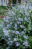 CEANOTHUS X DILIANUS GLOIRE DE VERSAILLES