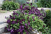 CLEMATIS ETOILE VIOLETTE