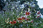 LILIUM INVASION
