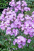 PHLOX PANICULATA MILLY VAN HOBOKEN
