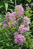 CEANOTHUS PALLIDUS MARIE ROSE