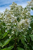 HYDRANGEA PANICULATA PREACOX